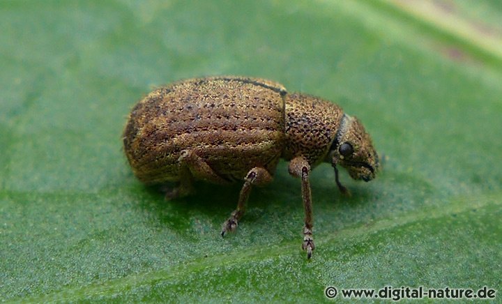 Kranzrüssler oder Trapezrüssler Strophosoma melanogrammum