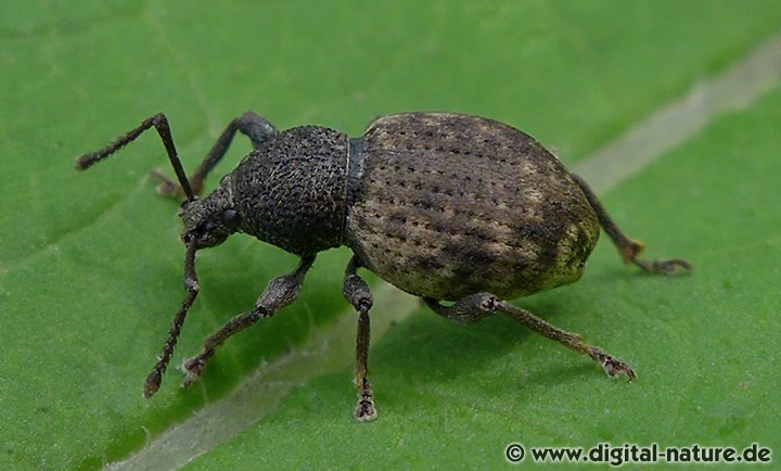 Rauher Lappenrüssler Otiorhynchus raucus