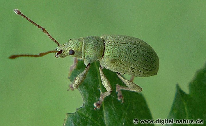 Schafgarben-Blattrüssler Phyllobius virideaeris