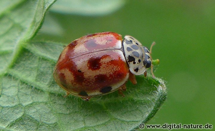Vierpunkt-Marienkäfer Harmonia quadripunctata