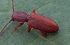 Silvanus bidentatus