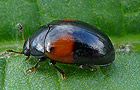 Tritoma bipustulata