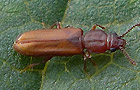 Pediacus depressus