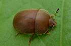 Brauner Glanzkäfer