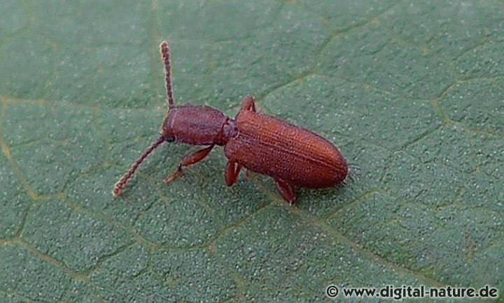 Raubplattkäfer Silvanus bidentatus