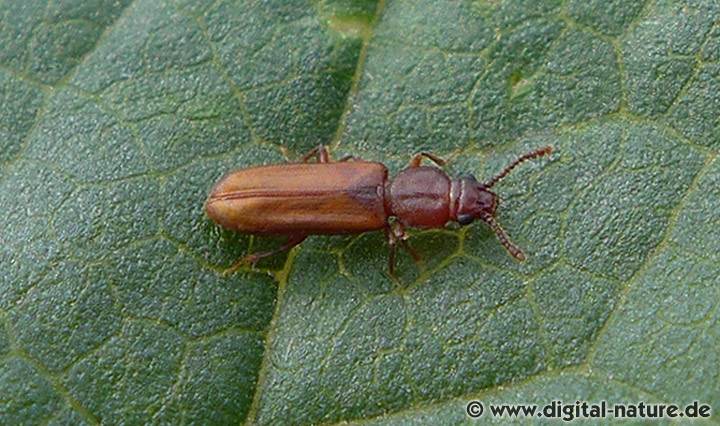 Plattkäfer Pediacus depressus