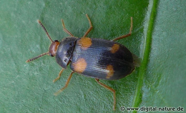 Vierfleckiger Baumschwammkäfer Mycetophagus quadripustulatus
