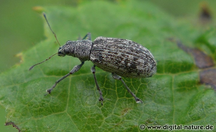 Hirsch-Glanzrüssler (Polydrusus cervinus)