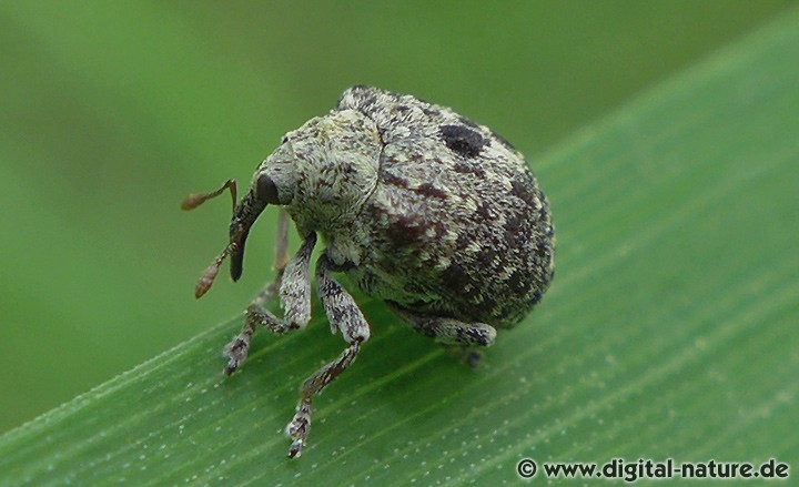 Garten-Blattschaber Cionus hortulanus