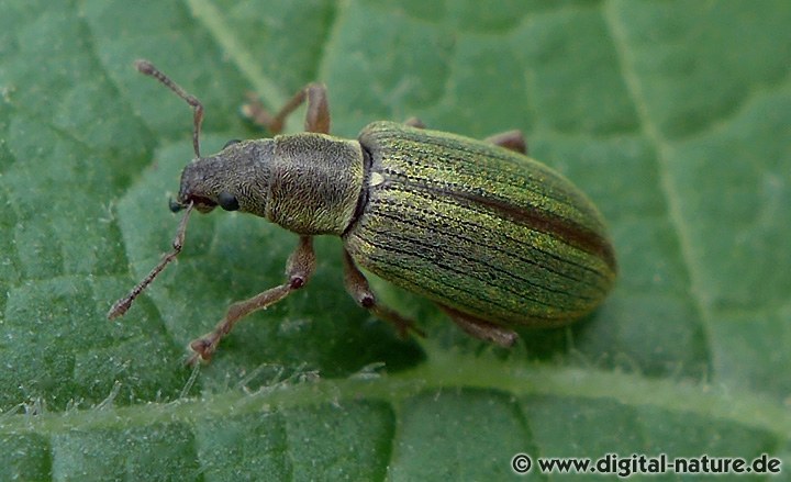 Fichten-Glanzrüssler Polydrusus impar