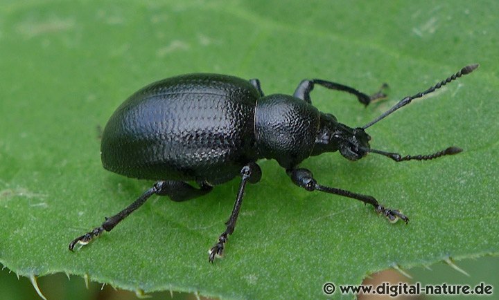 Schwarzer Lappenrüssler oder Schwarzbeiniger Dickmaulrüssler