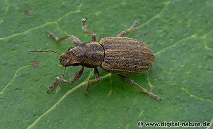 Gestreifter Blattrandkäfer Sitona lineatus
