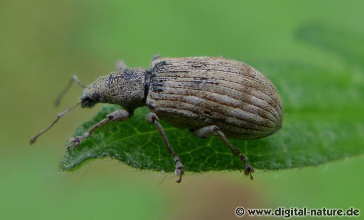 Marmorierter Glanzrüssler Polydrusus tereticollis