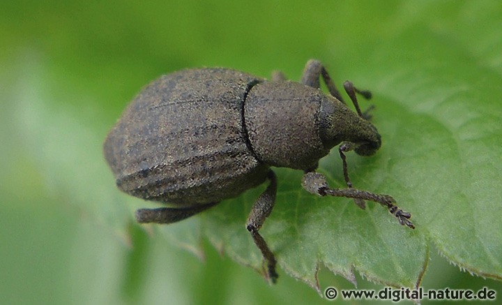 Gerippter Kielhalsrüssler Tropiphorus elevatus
