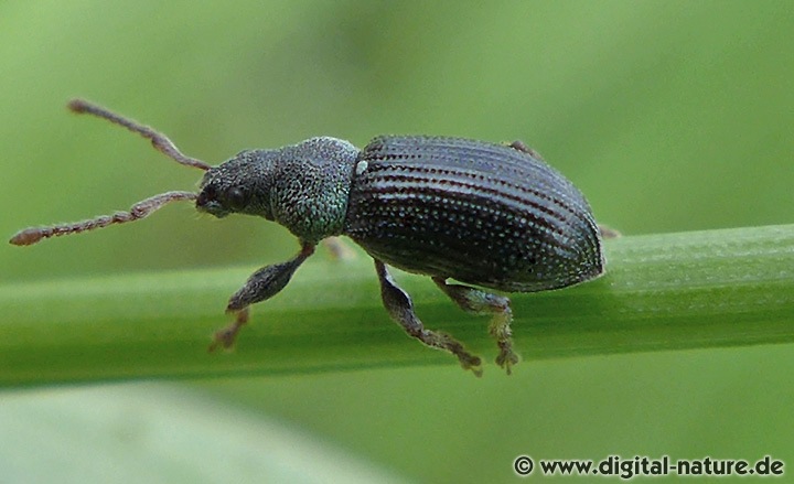 Grünkragen-Blattrüssler Phyllobius viridicollis