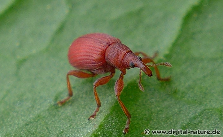 Ampfer-Spitzmausrüssler Apion frumentarium