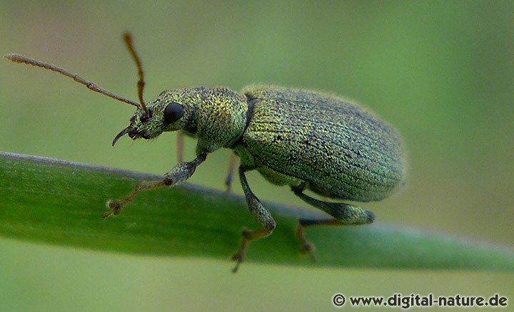 Silberner Grünrüssler Phyllobius argentatus