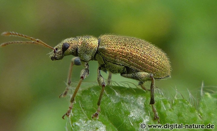 Phyllobius betulinus findet man an Waldrändern