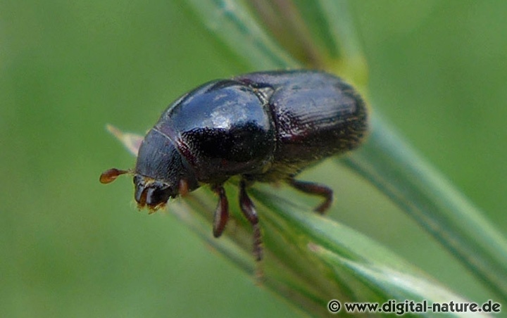 Borkenkäfer der Gattung Scolytus