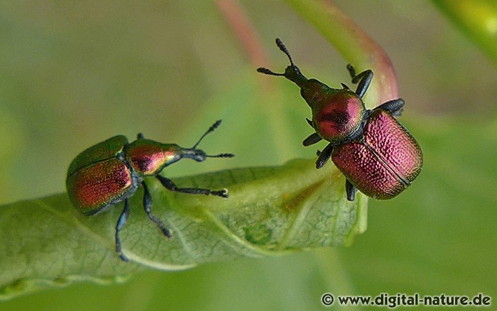Nach der Paarung rollen die Weibchen Pappel-Blätter zu einem Wickel