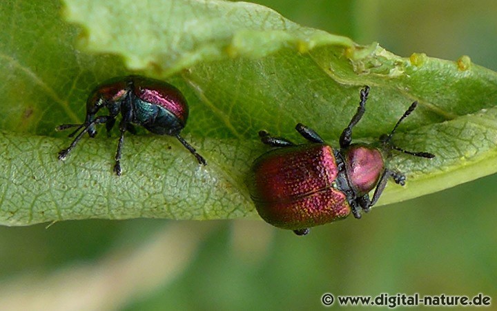 Byctiscus populi ist unten immer blau gefärbt
