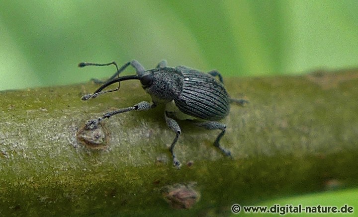 Weiden-Gallenbohrer Archarius (Curculio) salicivorus