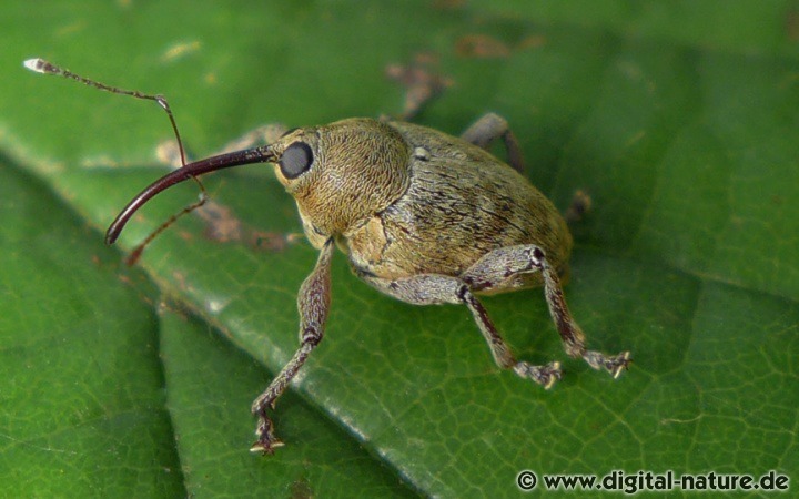 Curculio nucum findet man in lichten Wäldern