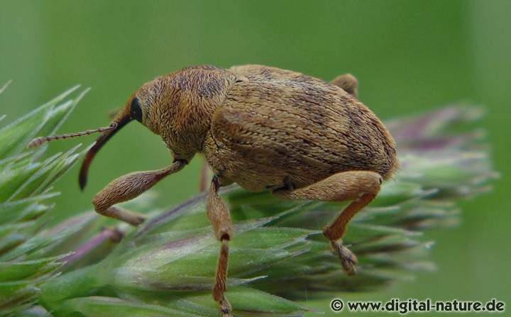 Adern-Eichelbohrer Curculio venosus
