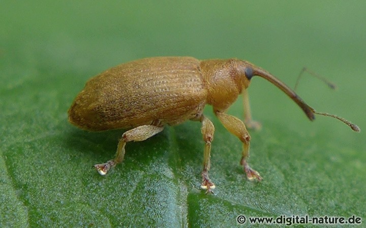 Gelbschuppiger Kätzchenrüssler Dorytomus filirostris