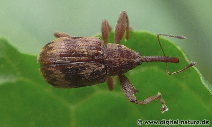 Furcipus rectirostris Lebensräume