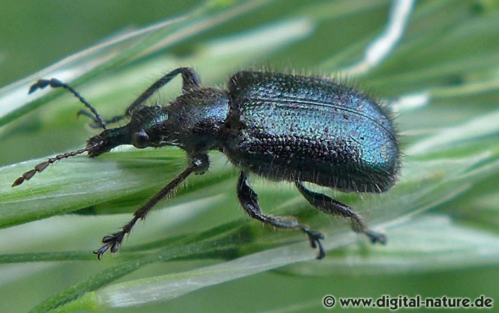 Großer Eichentriebstecher Lasiorhynchites cavifrons