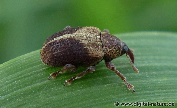 Zweifarbiger Eschenrüssler Lignyodes enucleator