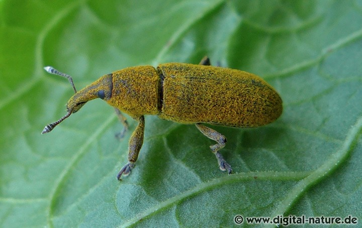 Wasserampfer-Stängelrüssler Lixus bardanae