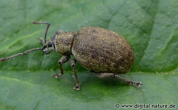 Grauer Knospenrüssler Peritelus sphaeroides