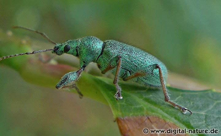 Gebirgs-Blattrüssler Phyllobius arborator