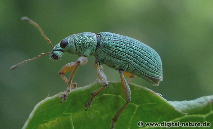 Seidiger Glanzrüssler Polydrusus sericeus