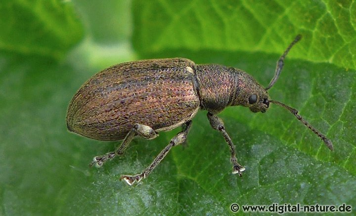 Phyllobius pyri Weibchen