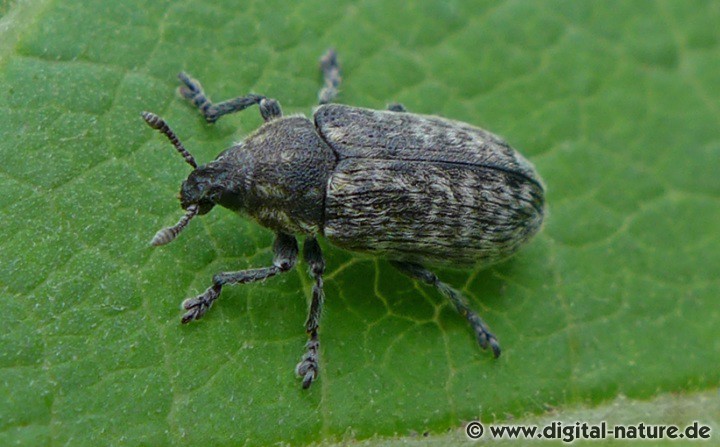 Rhinocyllus conicus