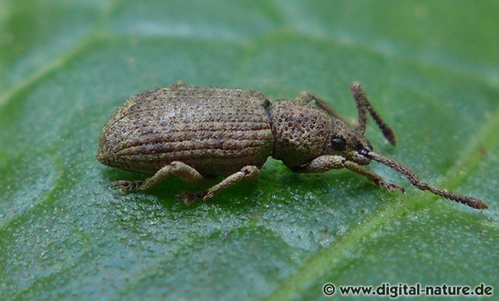Raufühler-Dickmaulrüssler Simo hirticornis