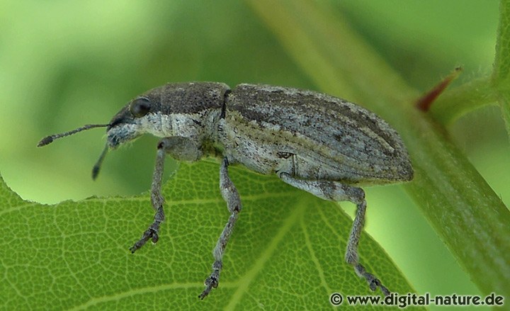 Grauer Blattrandrüssler Sitona griseus