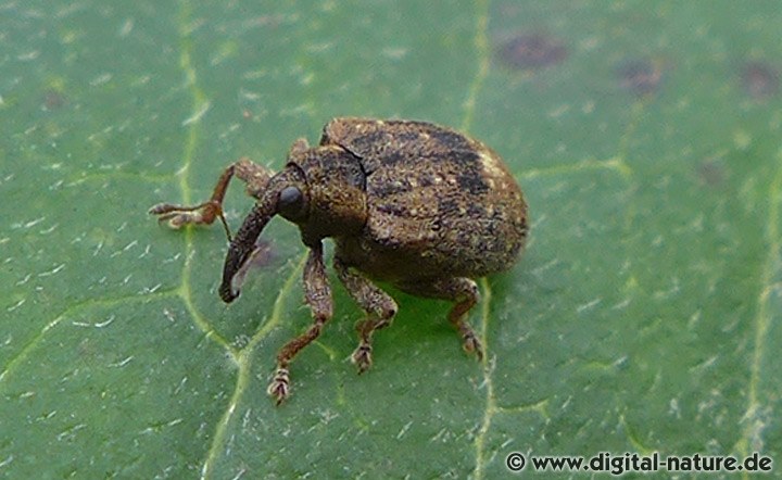 Eschen-Blattschaber Stereonychus fraxini