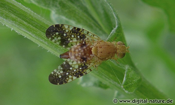 Bohrfliege Acinia corniculata