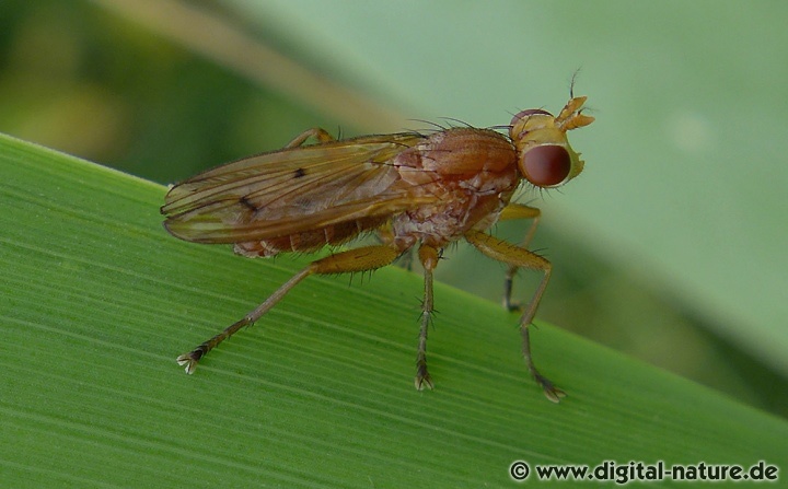 Tetanocera arrogans fliegt im Uferbereich von Gewässern
