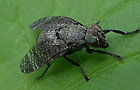 Platystoma seminationis