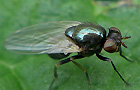 Calliopum spec.