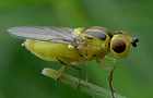 Chlorops spec.