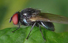 Silba fumosa