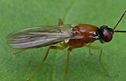 Loxocera cf. albiseta