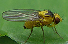 Phytoliriomyza melampyga