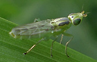 Meromyza pratorum oder ornata